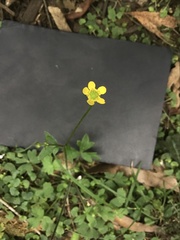 Ranunculus plebeius