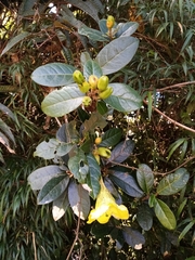 Schultesianthus coriaceus