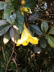 Schultesianthus coriaceus