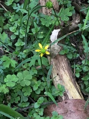 Ranunculus plebeius