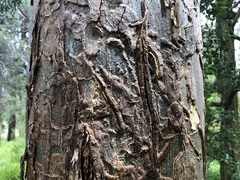 Cervus elaphus