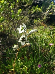 Chloraea bletioides