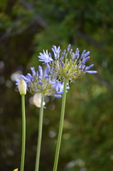 Agapanthus