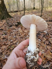 Amanita elliptosperma