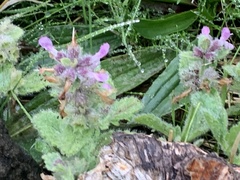 Stachys ajugoides