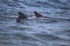 Globicephala macrorhynchus