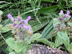 Stachys ajugoides