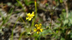Potentilla subviscosa