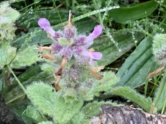 Stachys ajugoides