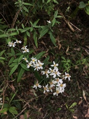 Olearia phlogopappa
