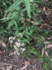 Olearia phlogopappa