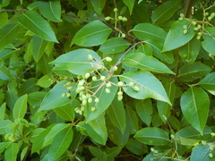 Viburnum cassinoides image