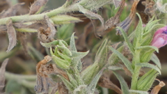 Echium rosulatum