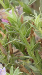 Echium rosulatum