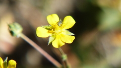 Potentilla subviscosa