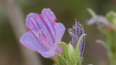 Echium rosulatum