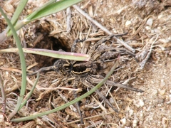 Lycosa hispanica
