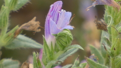 Echium rosulatum
