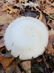 Amanita elliptosperma