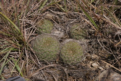 Rebutia