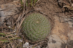 Rebutia