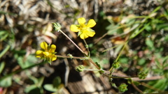 Potentilla subviscosa