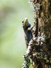 Sceloporus formosus