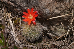 Aylostera fiebrigii