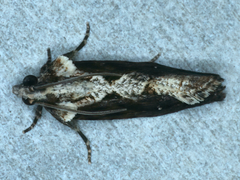 Oxysemaphora notialis