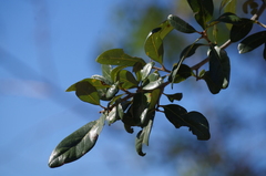 Quercus virginiana
