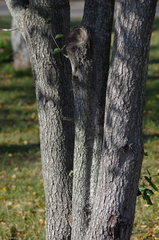 Quercus virginiana