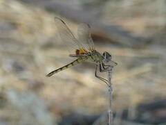 Urothemis edwardsii