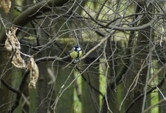 Parus major