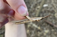 Leptysma marginicollis