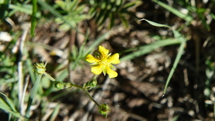 Potentilla subviscosa