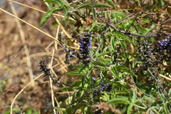 Otholobium pubescens