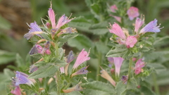 Echium rosulatum