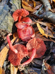 Cortinarius marylandensis