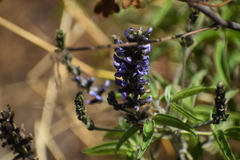 Otholobium pubescens