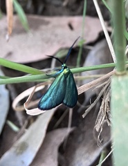Pollanisus viridipulverulenta