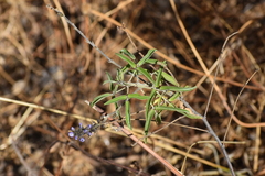 Otholobium pubescens
