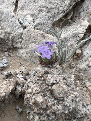 Langloisia setosissima setosissima