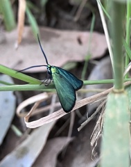 Pollanisus viridipulverulenta