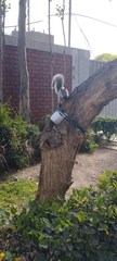 Sciurus stramineus
