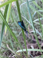 Pollanisus viridipulverulenta
