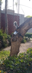Sciurus stramineus