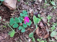 Oxalis purpurea