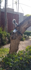 Sciurus stramineus