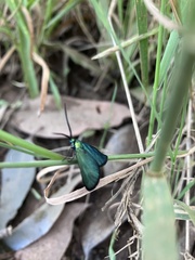 Pollanisus viridipulverulenta