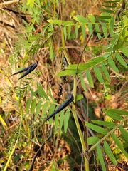 Vicia gigantea
